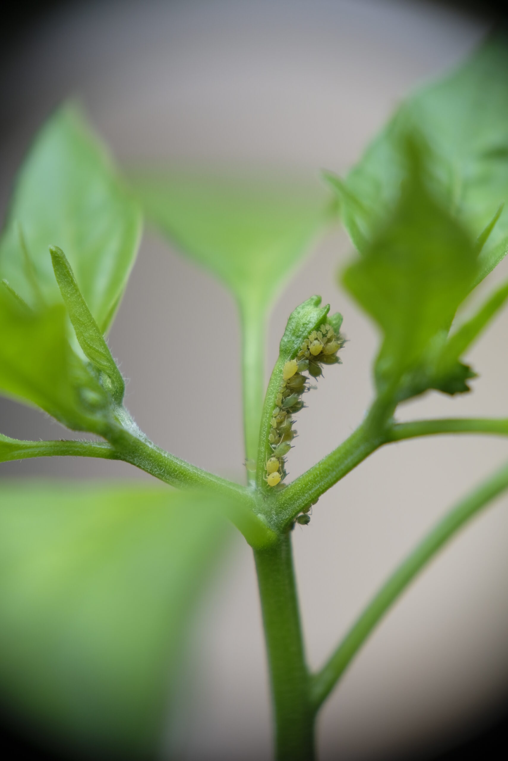 Broad Mites In The Garden Are Poison Green Coast Radio